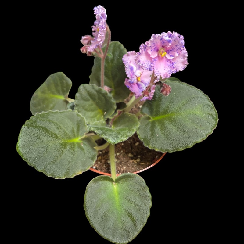 Amour Elite|4″ Pot