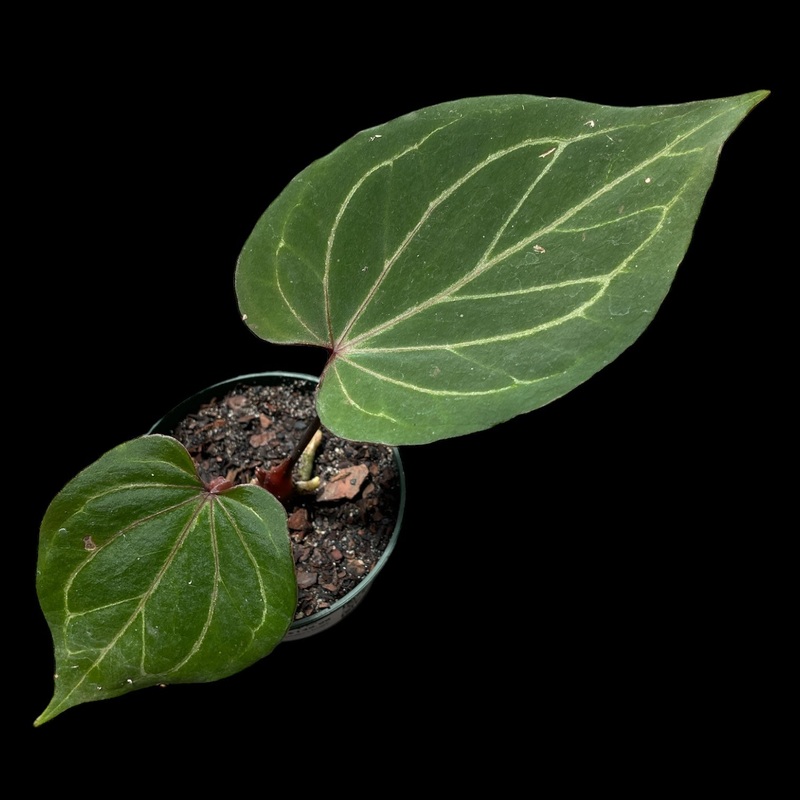 Anthurium King of Spades|6″ Pot