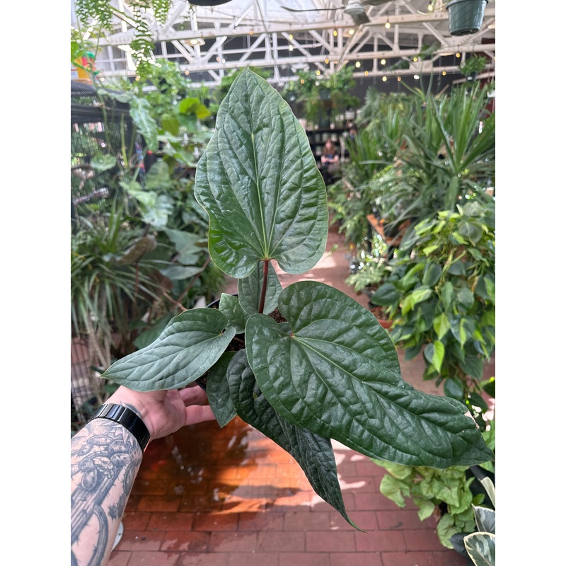 Anthurium Radicans|6″ Pot