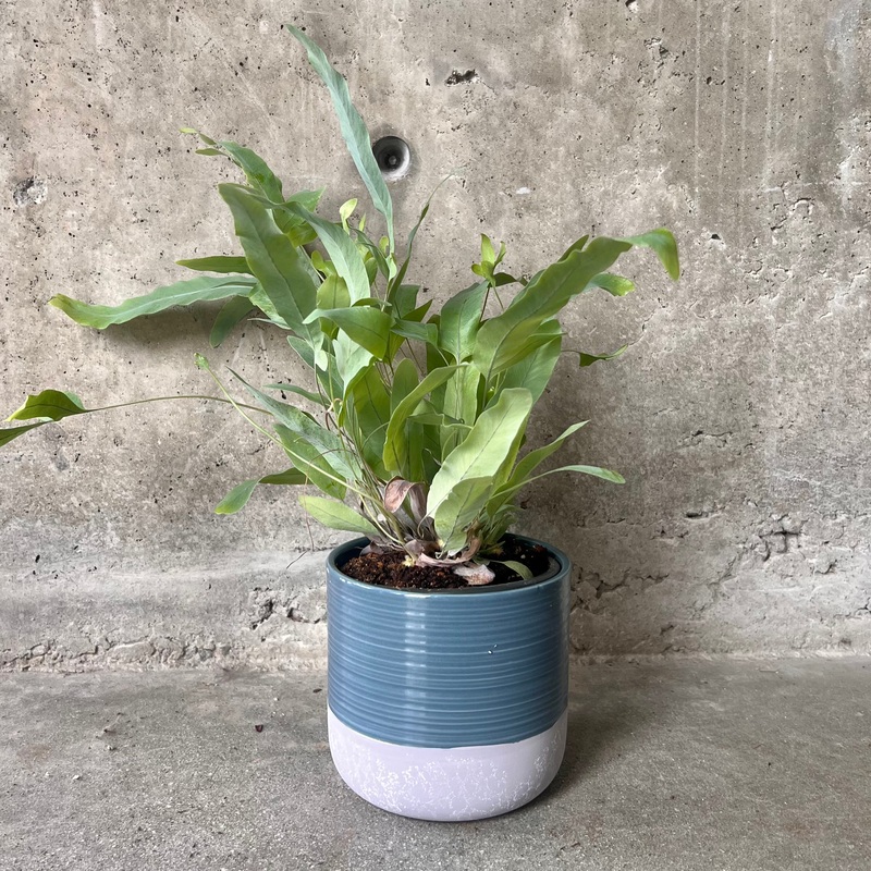 Blue Concrete Bottomed Planter