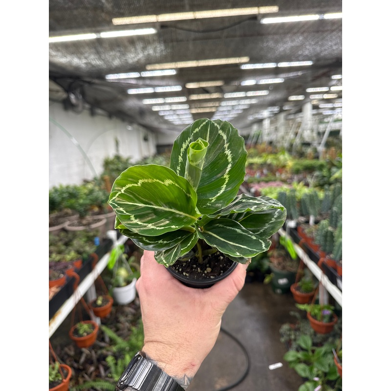 Calathea roseopicta ‘Green Lipstick