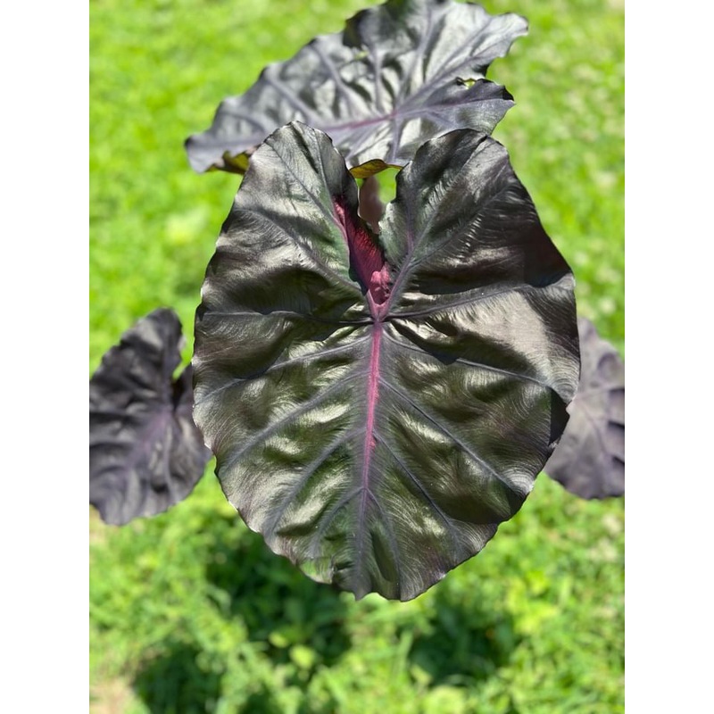 Colocasia Redemption|8 Pot
