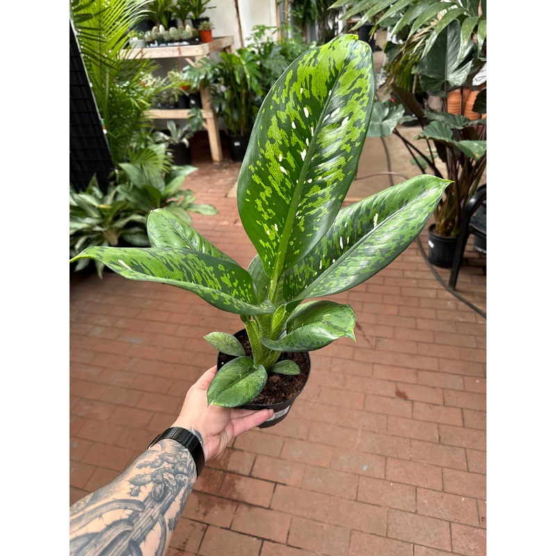 Dieffenbachia Crocodile|6″ Pot