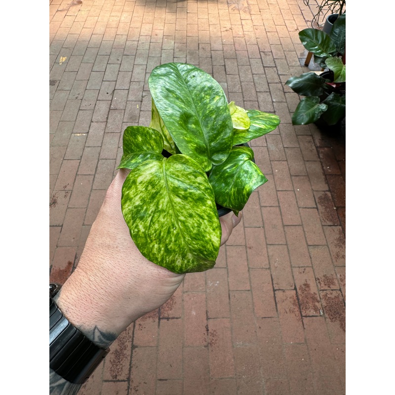 Epipremnum Pinnatum Neon Variegated