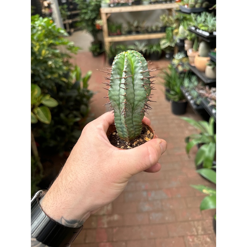 Euphorbia Horrida|4″ Pot