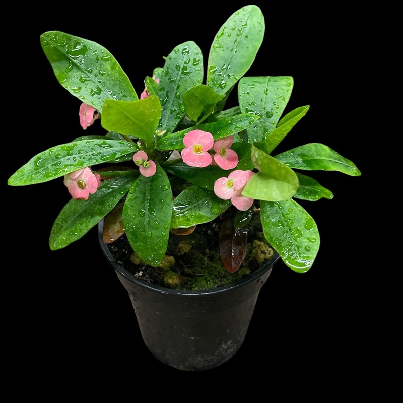 Euphorbia Milii Pink Cadillac