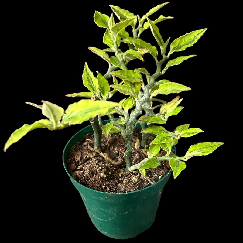 Euphorbia pedilanthus|4″ Pot|6″ Pot