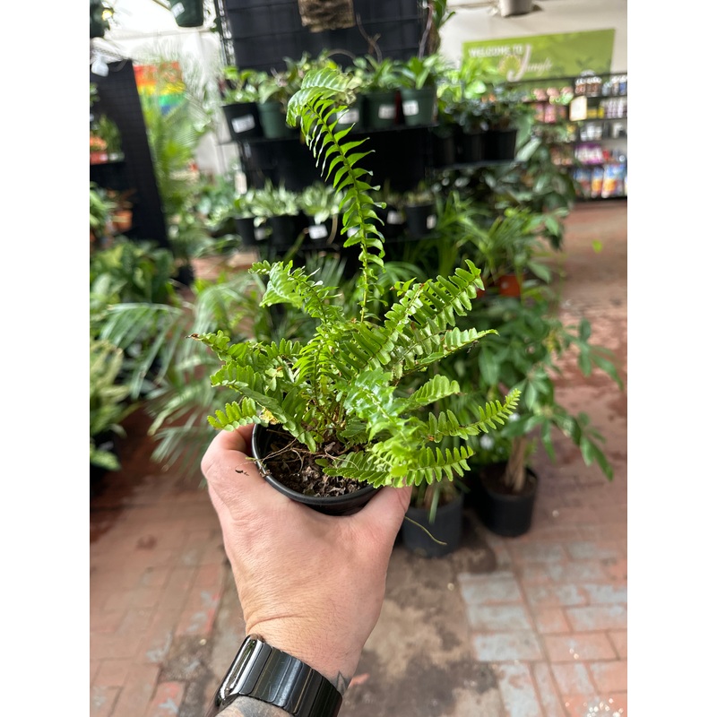 Fern – Jester Crown|4″ Pot