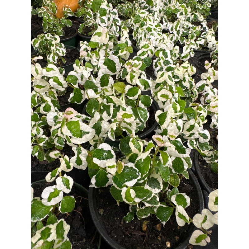 Ficus pumila variegata|4″ Pot|6″ Hanging Basket