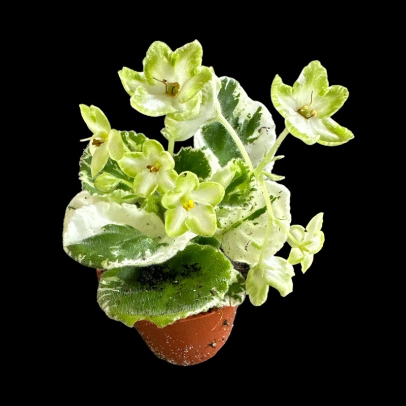 Frozen in Time (Variegated)|2 Pot