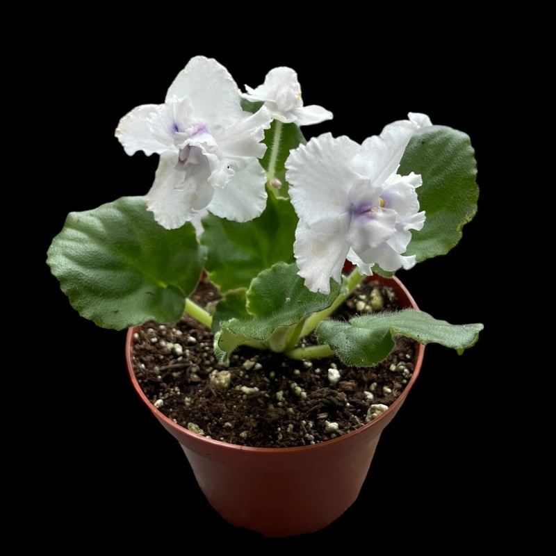 Harmonys News Flash (Variegated)