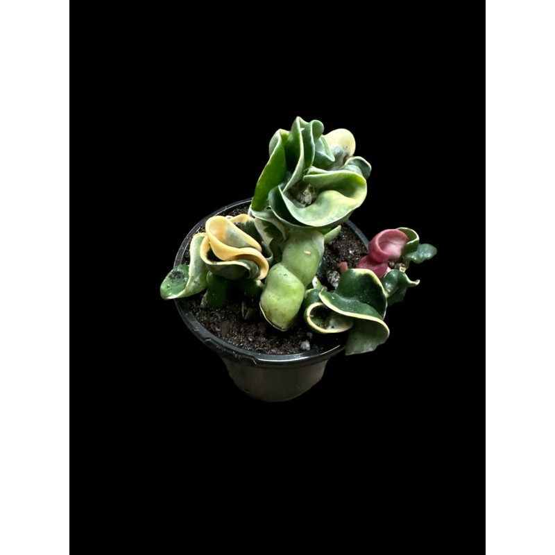 Hoya Compacta Variegata|4″ Pot