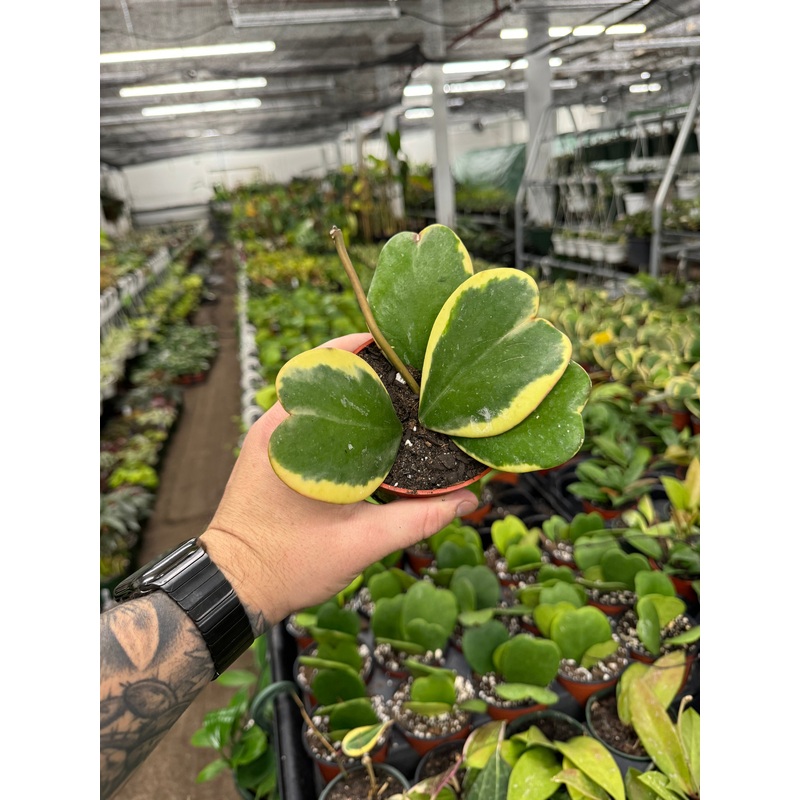 Hoya Kerri Variegata|4″ Pot|6″ Pot
