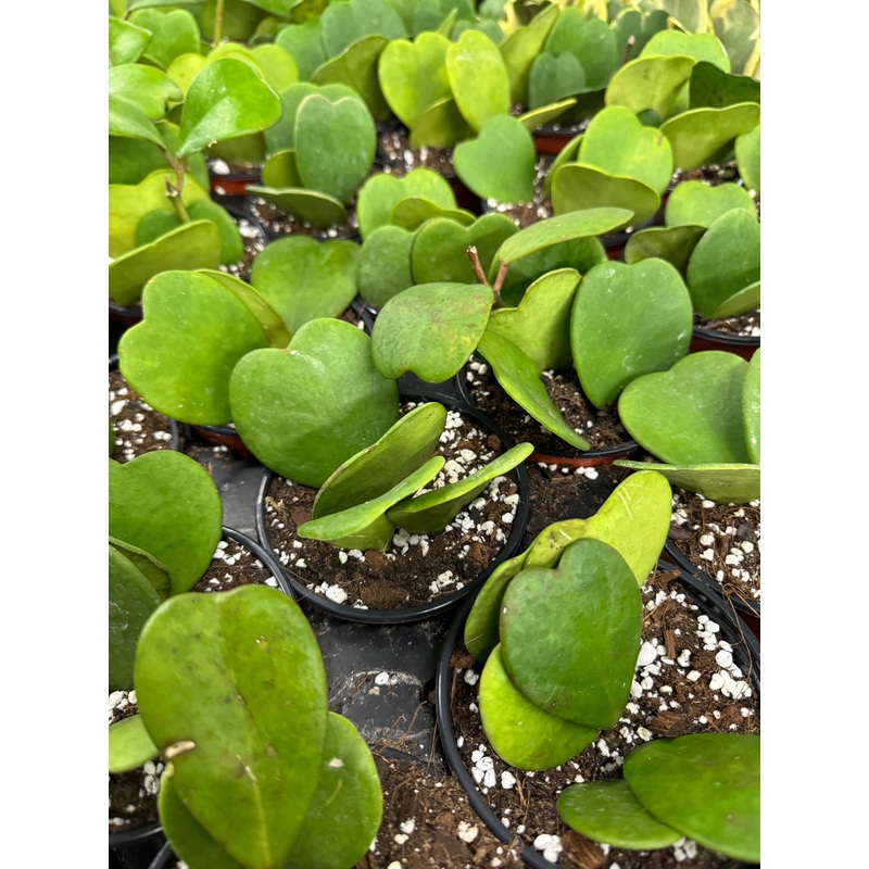 Hoya Kerrii|2.5″ Pot|4″ Pot