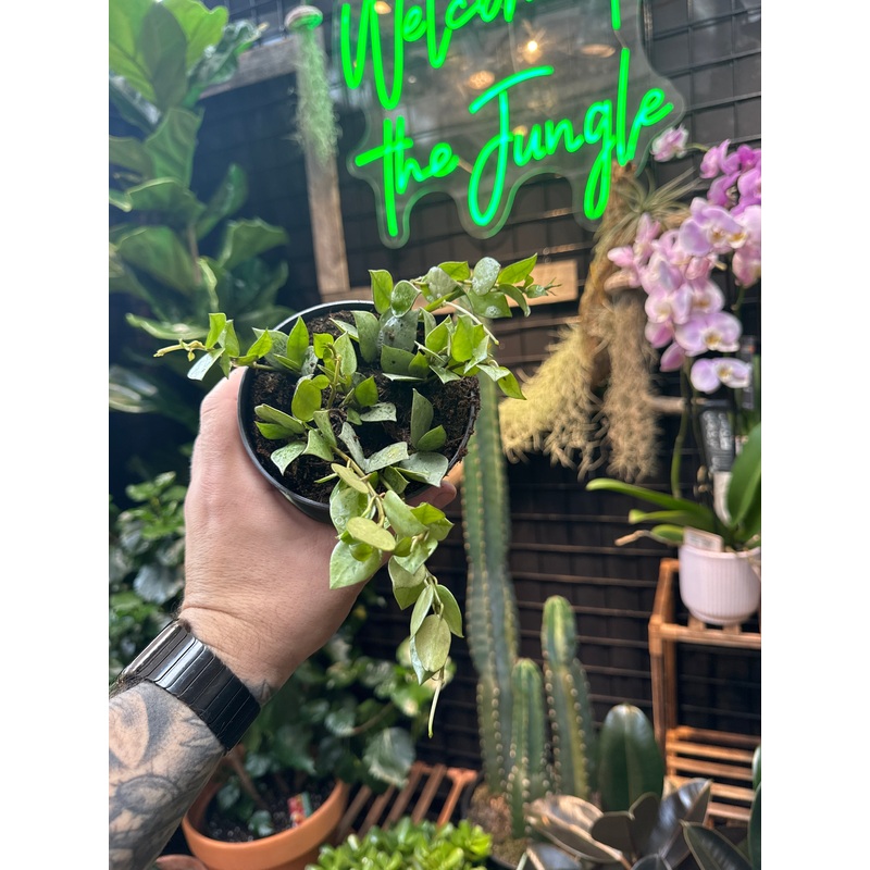 Hoya krohniana ‘Arctic’|4″ Pot|5″ Pot
