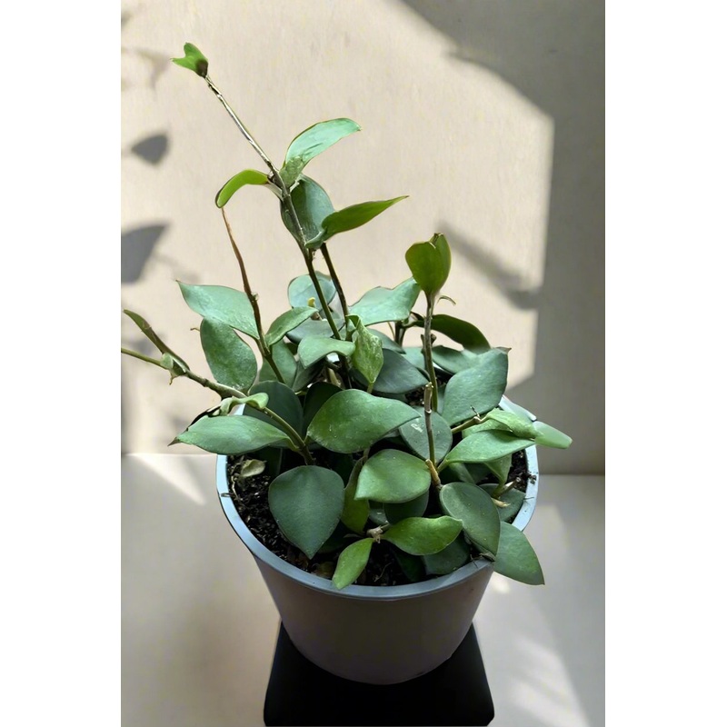 Hoya Nummulaioids|6″ Pot