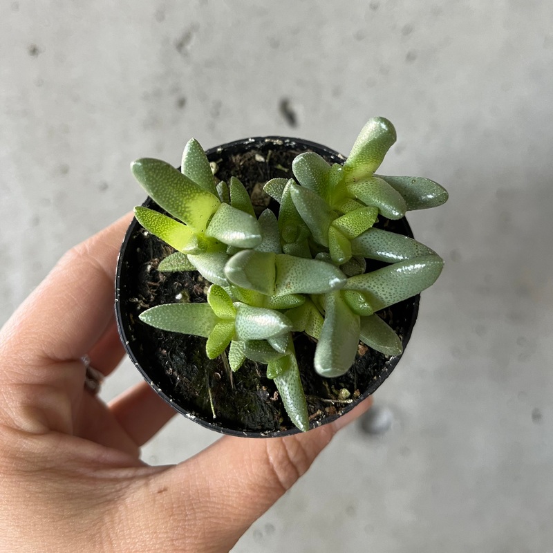 Jakkalswater Succulent|2 inch