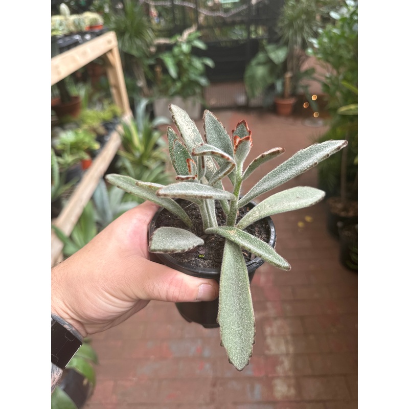 Kalancho Tomentosa|2.5″ Pot|4″ Pot