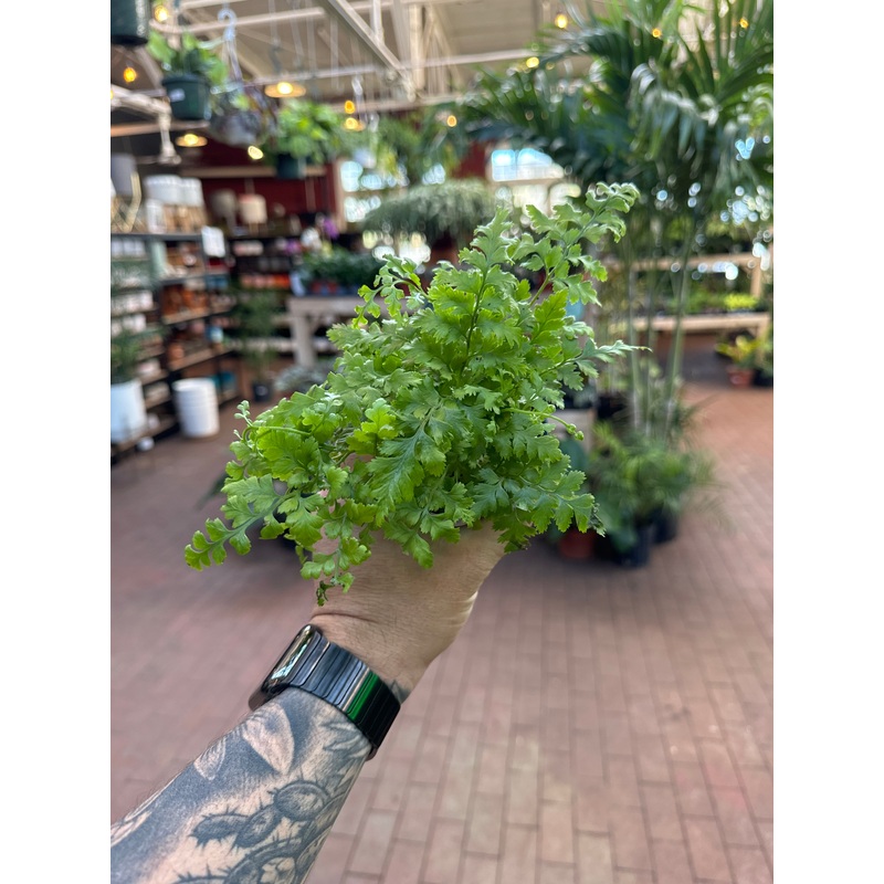 Leather Leaf Fern|4″ Pot