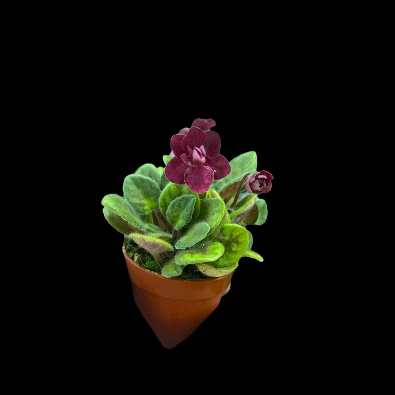 Mac’s Just Jeff (Miniature)|2.5 Pot
