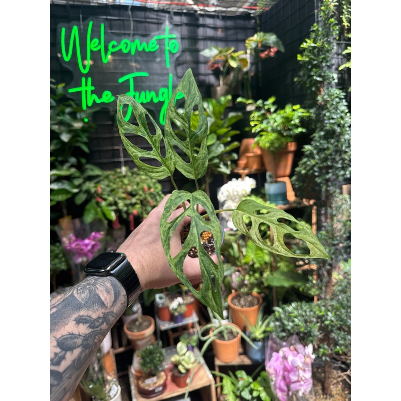 Monstera Adansonii ‘Indo Mint’ Variegata