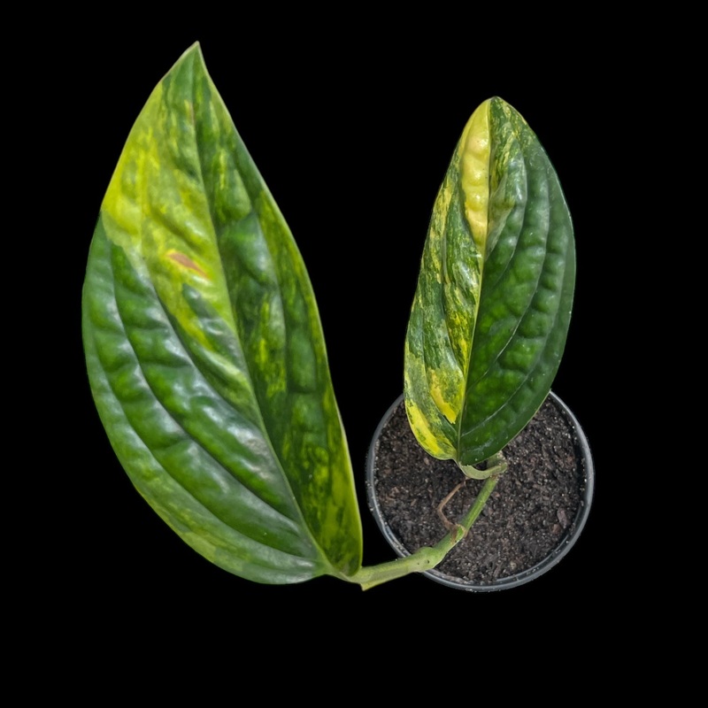Monstera Peru Variegated|6″ Pot