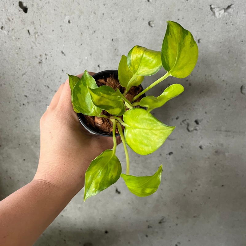 Neon Joy Pothos|4 inch