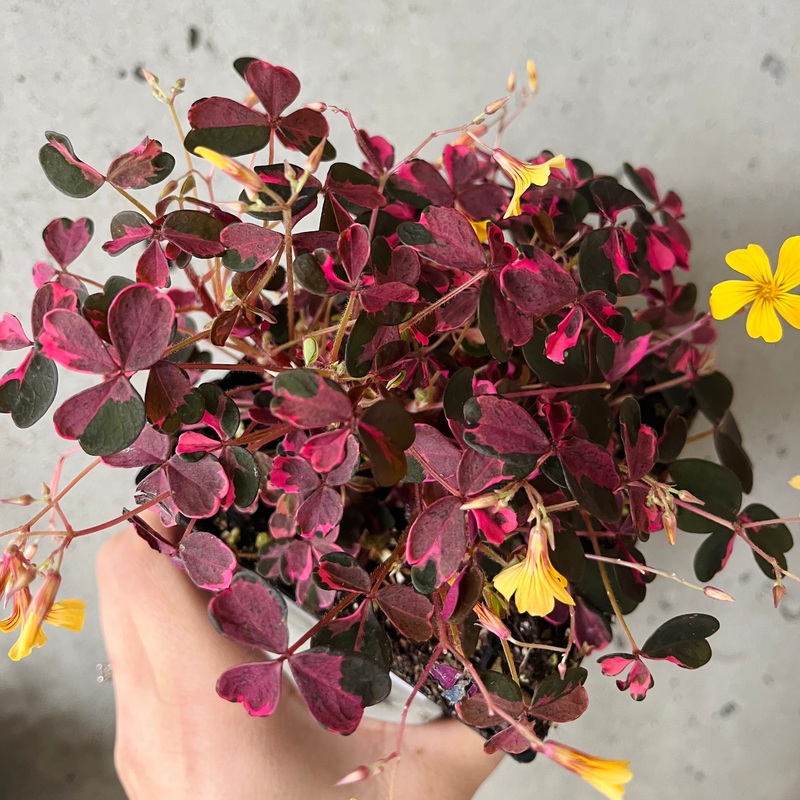 Oxalis ‘Plum Crazy’|2 inch|4 inch