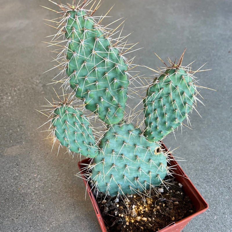 Peach Mesa Prickly Pear|6 Inch