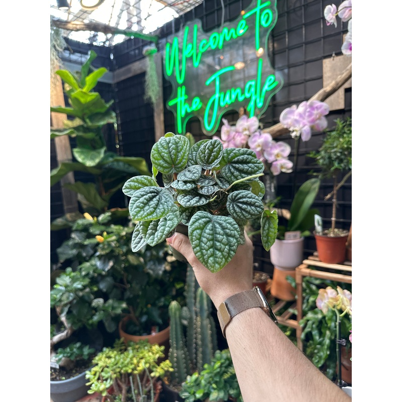 Peperomia Burbella|4″ Pot|6″ Pot