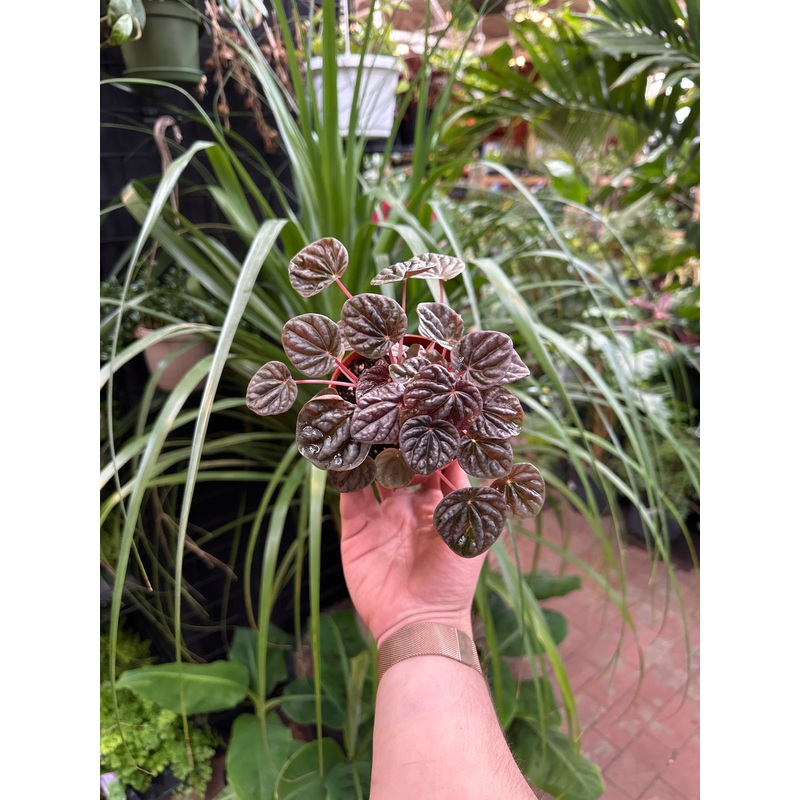 Peperomia caperata ‘Red Luna’|4″ Pot|6″ Hanging Basket