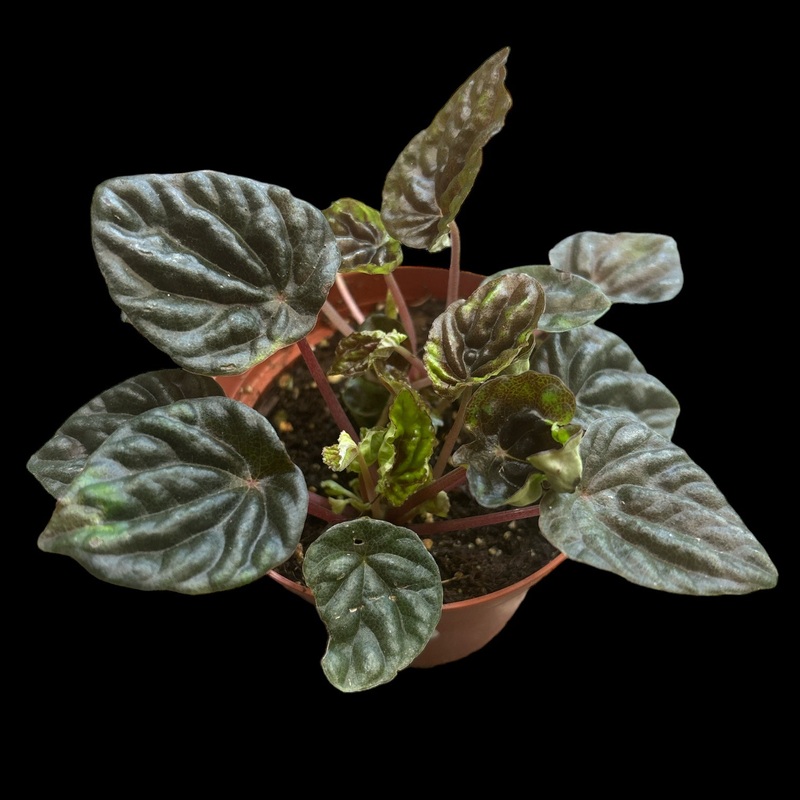 Peperomia Chocolate|4″ Pot