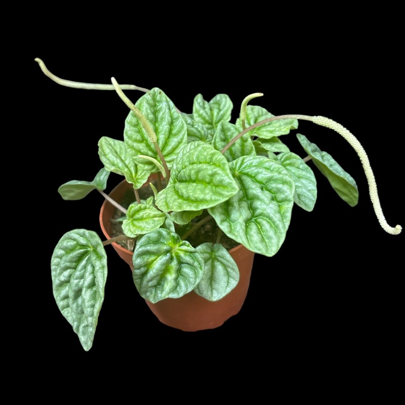 Peperomia Emerald Ripple|4″ Pot
