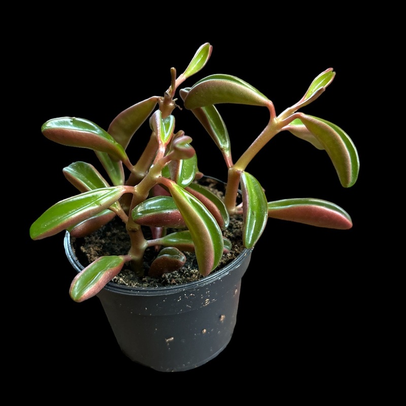Peperomia Graveolens|4″ Pot