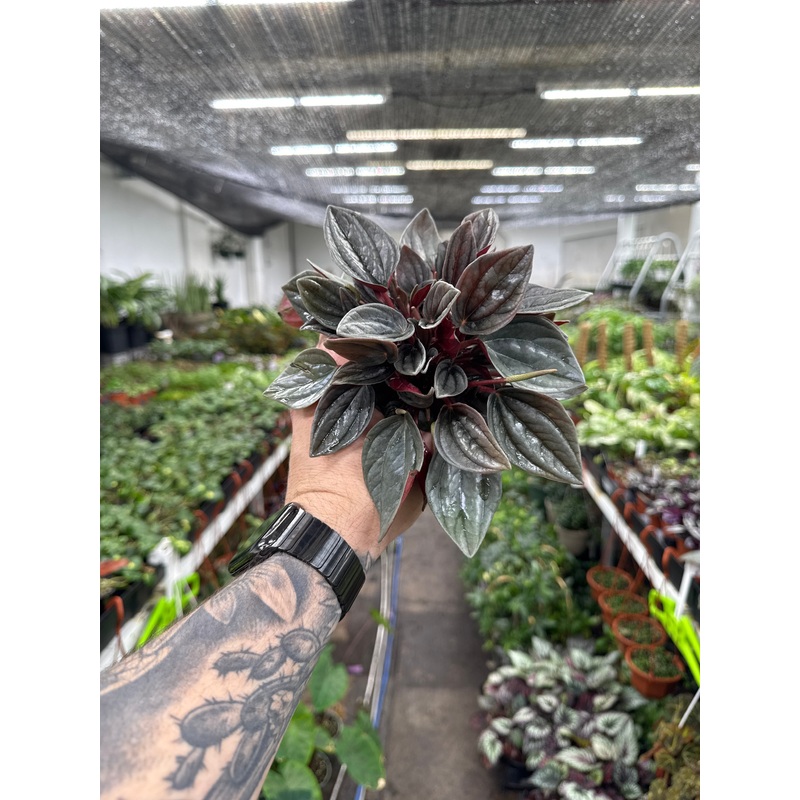 Peperomia Mendoza|4″ Pot