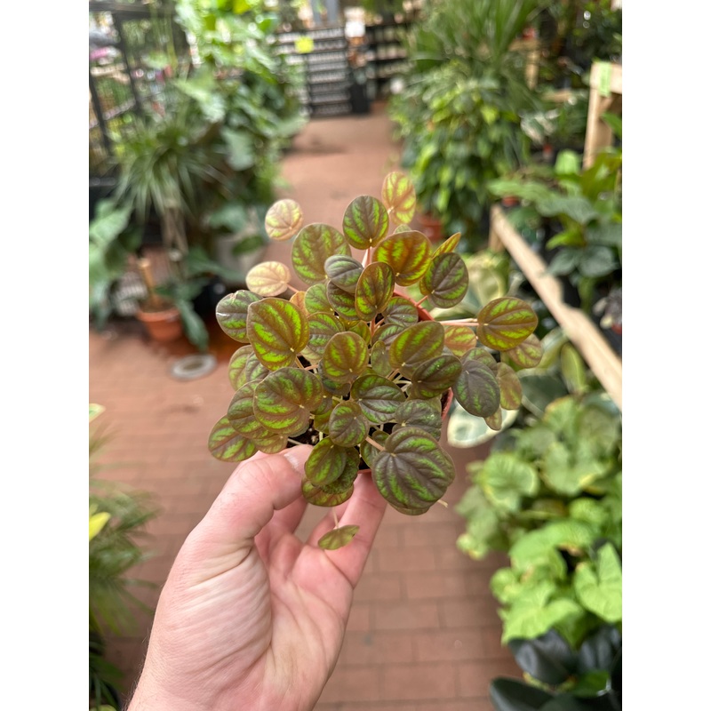 Peperomia Peppermill|4″ Pot