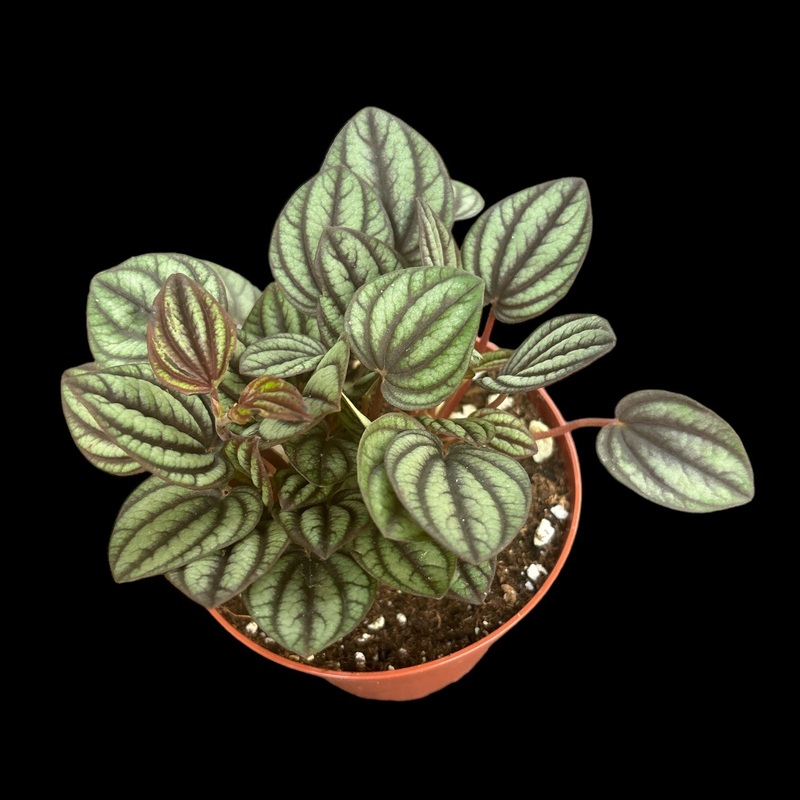 Peperomia Piccolo Banda|4″ Pot|6″ Pot|6″ Hanging Basket