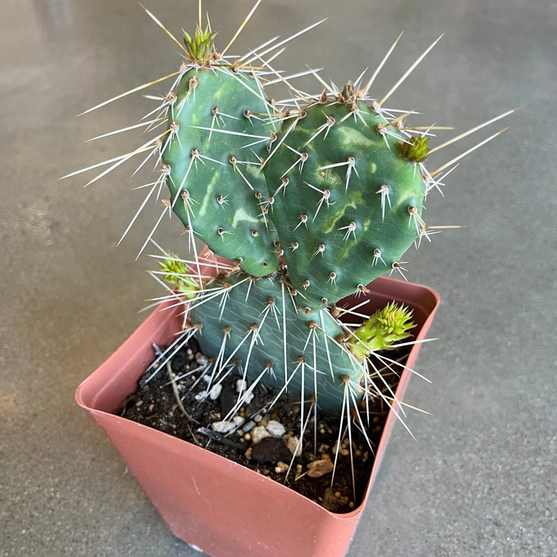 Persimmon Prickly Pear|6 Inch