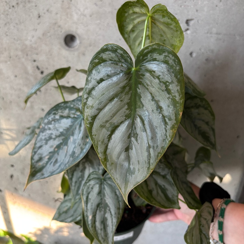 Philodendron brandtianum|4 Inch|6 inch