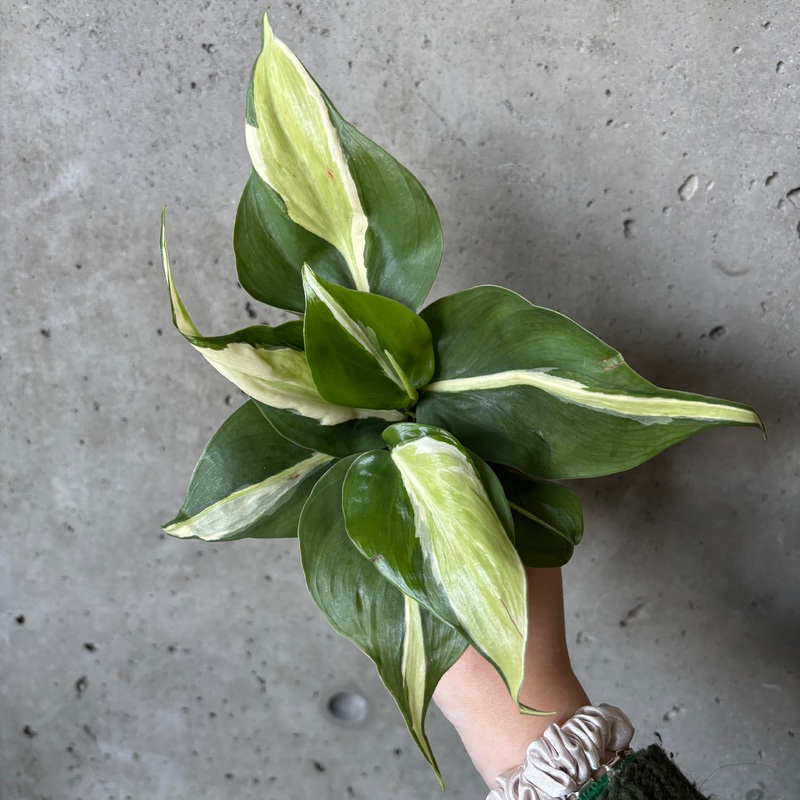 Philodendron ‘Cream Splash’|4 inch