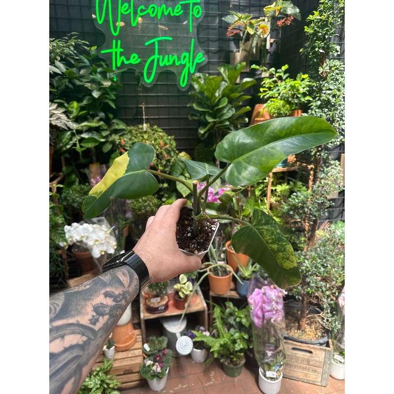 Philodendron Domesticum Varigated
