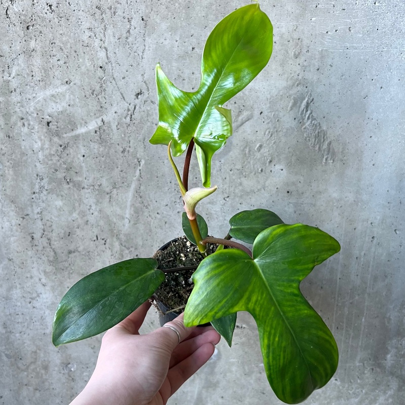 Philodendron Florida Green|4 inch|8 inch (on trellis)