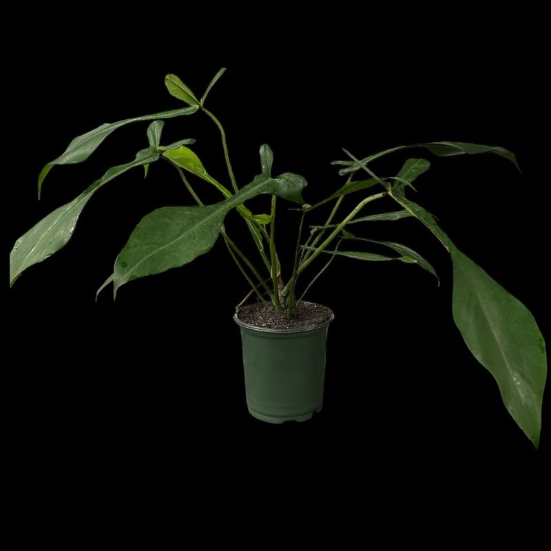 Philodendron Joepii|4′ Pot|6 Pot