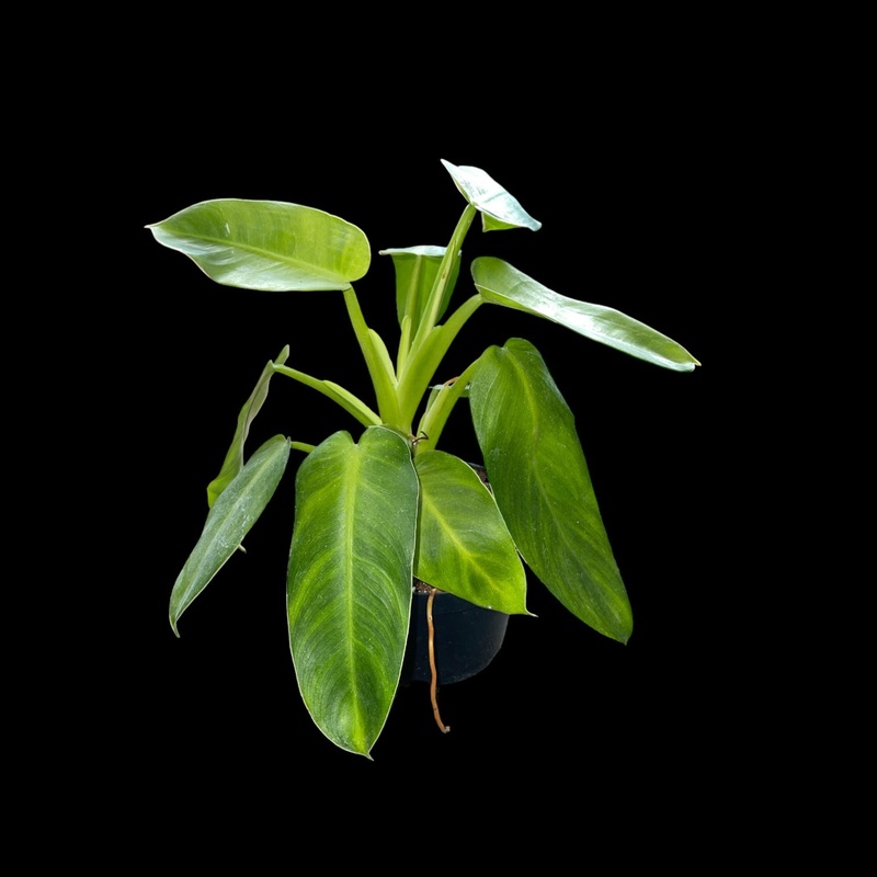 Philodendron Jose Buono|6″ Pot