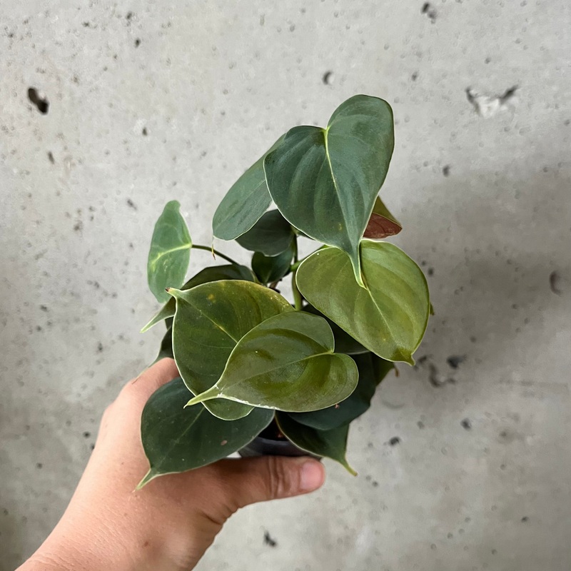 Philodendron Lupinum|3.5 inch