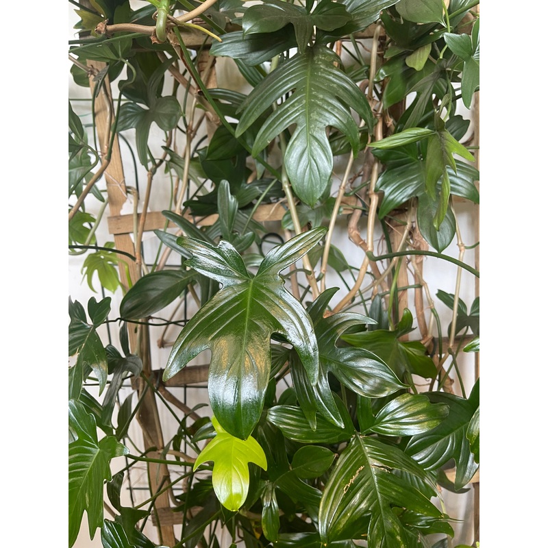 Philodendron Pedatum|10″ Hanging Basket