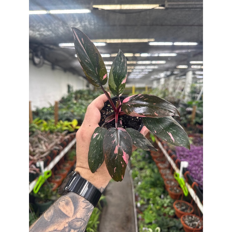 Philodendron Pink Princess Marble