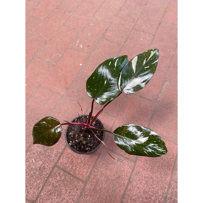 Philodendron Red Anderson Variegata