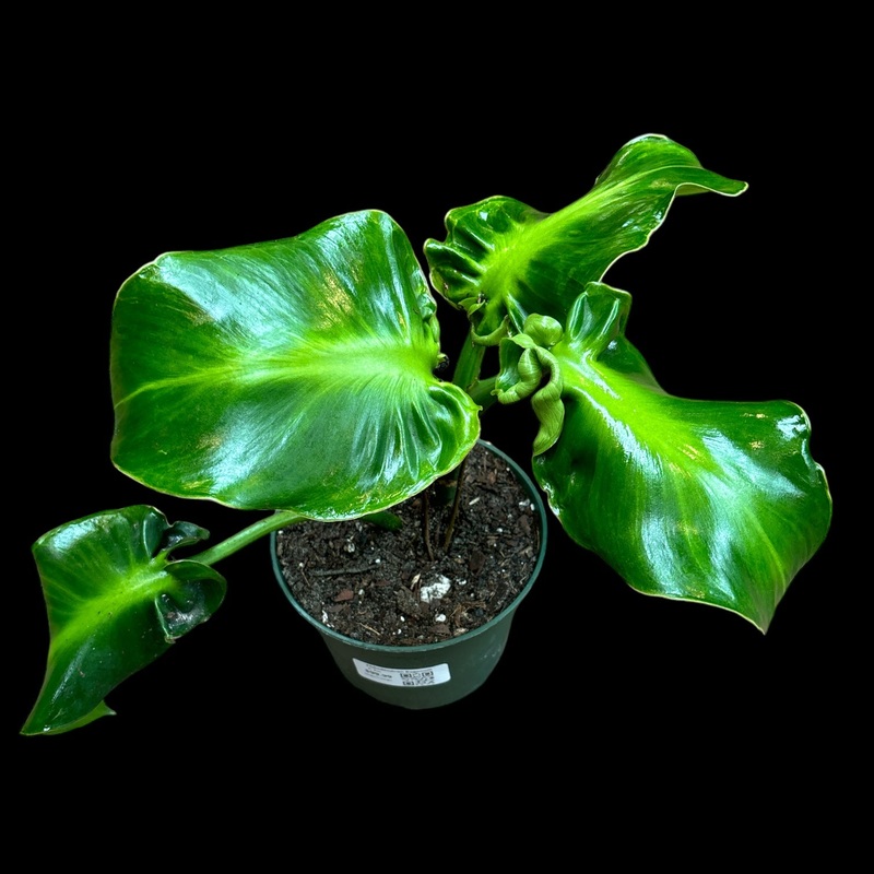 Philodendron Rogosum|6″ Pot