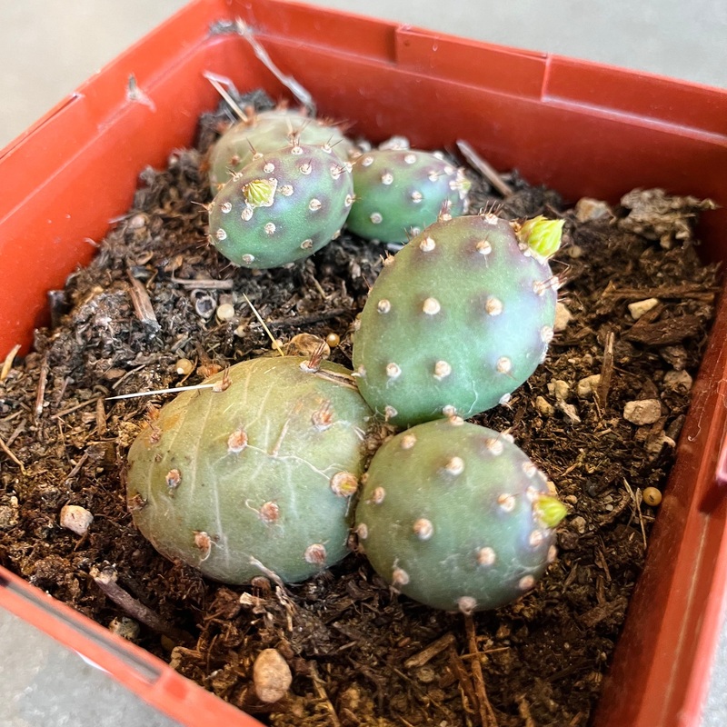 Potato Cactus|6 Inch